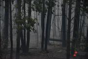Эковолонтер о пожарах в Астрахани: «Выгорает земля площадью с город»