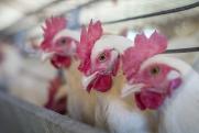 Губернатор Моор намерен спасти пострадавшую от птичьего гриппа птицефабрику