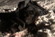 В Новосибирске живодеры расстреляли собаку из ружья