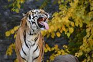 В Самаре создадут нейросеть, которая поможет спасти амурских тигров