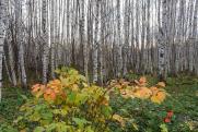 Нижегородская область стала одним из лидеров акции «Сохраним лес»