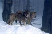 Волки напугали жителей еще одного поселка Югры