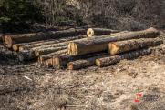 Красноярский бизнесмен незаконно нарубил деревьев на миллионы рублей