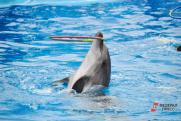 Зоозащитница об «избиении дельфина» в Екатеринбурге: «Нам прослезиться от умиления?»