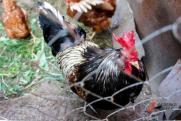 Стало известно, когда восстановят Боровскую птицефабрику под Тюменью