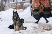 Эксперт о введении на Ямале штрафов для нерадивых владельцев собак: «Этого недостаточно!»