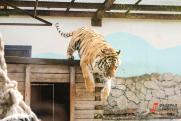 В Хабаровске тигр держит в страхе жителей поселка