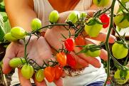 Чем опасно употребление помидоров: ответ нутрициолога
