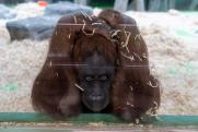 Эксперт о скандальных выборах новосибирского талисмана: «Из орангутана сделали оппозиционера»
