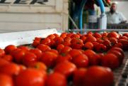 Как на Кавказе изготавливают томатную пасту в условиях санкционного давления
