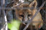 Что делать с найденышами: история маленькой лисы