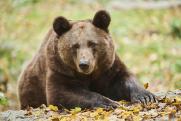 В Урае на взлетную полосу аэропорта выбежал медведь