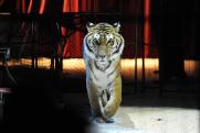 Мурманская прокуратура проверит передвижной цирк из-за опасного катания девочки на тигре