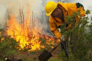 В Минприроды назвали регионы, в которых высок риск пожаров этим летом