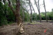 Общественники обратили внимание на вырубку леса в районе Краснодара