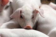 Тюменский департамент АПК оспорит выплату 111 миллионов свинокомплексу