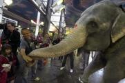 Челябинские инспекторы проверят состояние слона, за которого заступились жители Златоуста