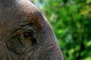 Россельхознадзор о содержании циркового слона в Златоусте: нареканий нет