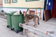 В Самарской области следователи проводят проверку после нападения собак на девочку