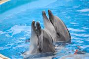 Названа возможная причина массовой гибели дельфинов в Черном море