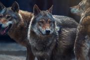 С волками нужно бороться за федеральный счет: мнение вологодских депутатов
