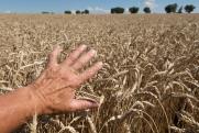 В Тюменской области построят зерновой элеватор за 5 млрд рублей