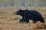 В Ханты-Мансийске создали группу для поимки напугавшего горожан медведя