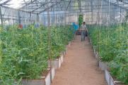Приставы остановили работу трех теплиц с томатами и клубникой в Новгородской области