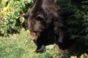 Эксперт рассказал, почему надо отстреливать медведей в сибирских парках