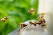 Ординские пчеловоды увеличат производство мёда до 100 тонн в год