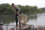 Первые 5,5 тонн ямальской форели поступят на прилавки к осени