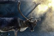 Сбежавшего с Сабантуя оленя на Южном Урале пришлось ловить полицейским
