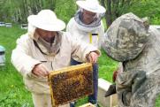 Медом намазано: как пермские пчеловоды завоевывают российский рынок