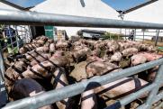 В Индии вспышка африканской чумы свиней