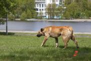 Новосибирские депутаты боятся укусов бездомных собак