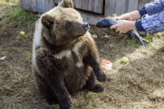 Случаи нападения медведей участились: как отбиться от дикого зверя