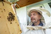 Тюменцам отказали в компенсации за гибель пчел от пестицидов