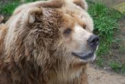 Южноуральцы вступились за пугающего прохожих медведя под Магнитогорском