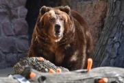 В Турции спасли «пьяную» медведицу, отведавшую «безумного меда»