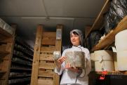 Как власти Карелии помогают сыроварам в производстве продукта без химикатов