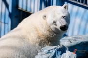 В екатеринбургский зоопарк привезли замену умершему Умке – белую медведицу Хатангу