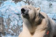 Мэр Екатеринбурга Орлов анонсировал открытие нового вольера для белых медведей