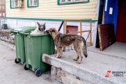 В Челябинске в центре иппотерапии бродячие собаки загрызли 15 кроликов
