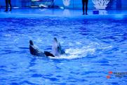 Дельфинарий Приморского океанариума вынужденно закрывается