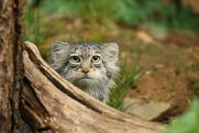 В новосибирском зоопарке дали имя котенку манула