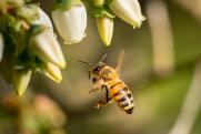 Массовая гибель пчел зафиксирована на Алтае