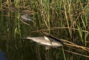 СК установит причины гибели рыбы в алтайском озере