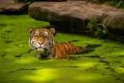 О приумножении популяции тигров в России участники ВЭФ: к программе хотят присоединиться иностранцы