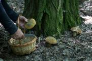 Тоболяки хвастаются урожаем грибов:  «Вот такой улов!»