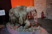На Ямале нашли останки молодого мамонта с хоботом
